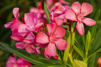 Close-up of pink flowering plant