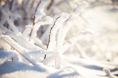 Close-up of frozen leaf on snow covered land