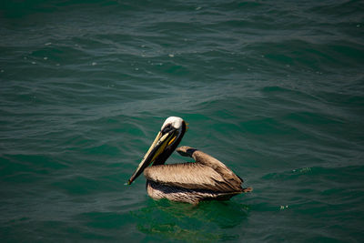 High angle view of bird swimming in sea