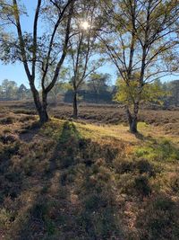 Trees on field against sky