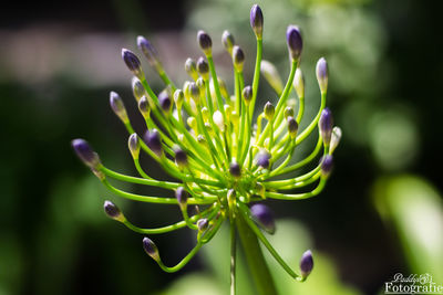 Close-up of purple flower buds