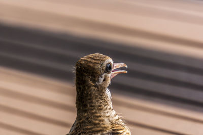 Close-up of bird