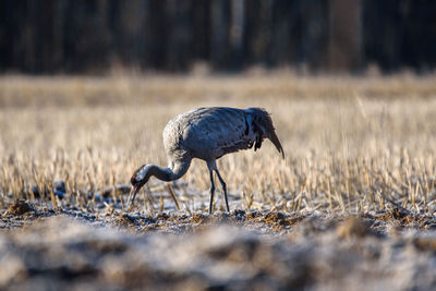 View of bird on field