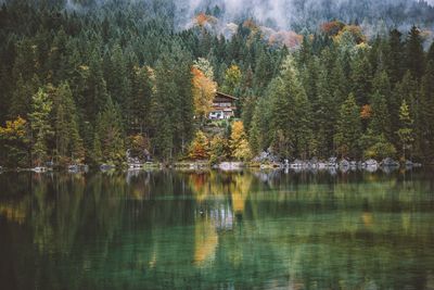 Scenic view of lake by trees in forest