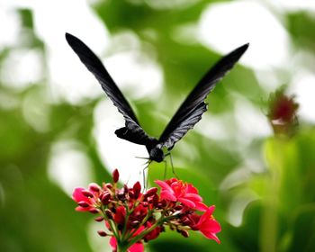 Close-up of butterfly on flower