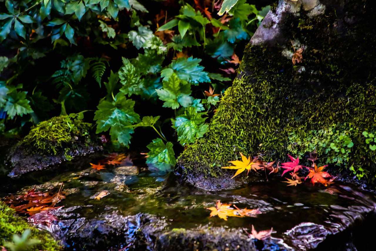 SCENIC VIEW OF LAKE AND RED LEAVES