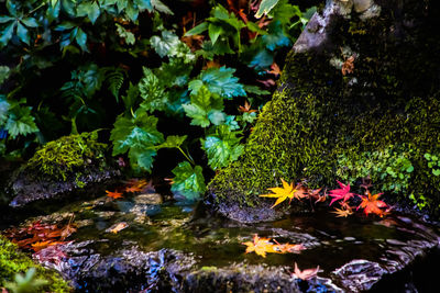 Scenic view of lake and leaves on rocks