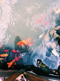 High angle view of koi carps swimming in pond