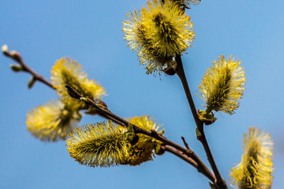 Low angle view of flower tree against clear sky