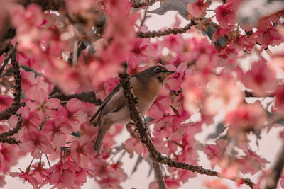 Pink cherry blossoms in spring