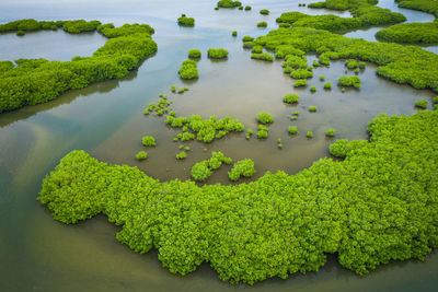 High angle view of leaves floating on lake