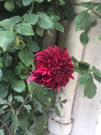 Close-up of red flower blooming outdoors