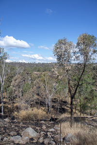 Trees in forest against sky