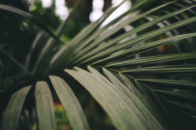 Close-up of leaf