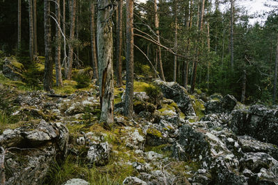 Trees and plants in forest