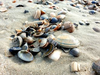 High angle view of shells on beach