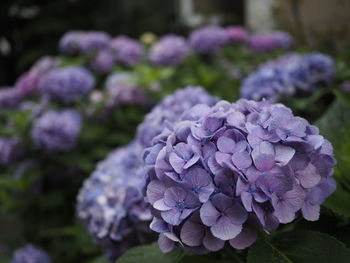 Close-up of fresh purple hydrangeas blooming outdoors