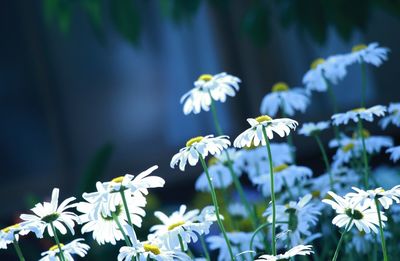 Close-up of white flowers blooming outdoors