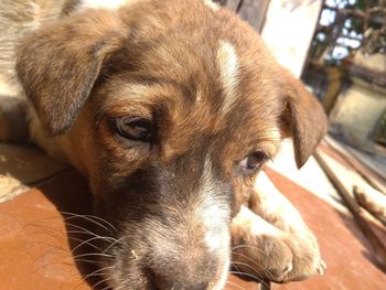 Close-up portrait of a dog