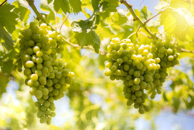 Close-up of grapes growing in vineyard