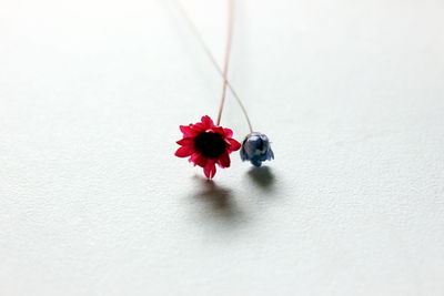 High angle view of red flowers on table