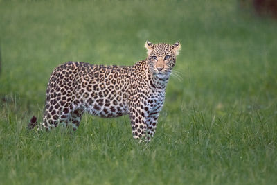 Portrait of cat in a field