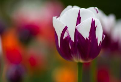 Close-up of pink flower