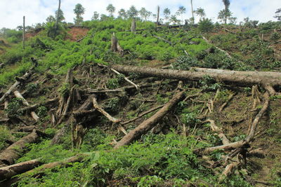 Trees growing on field in forest