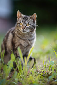 Portrait of a cat on field