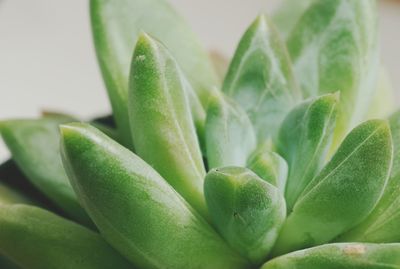 Close-up of succulent plant