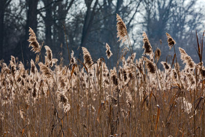 Close-up of stalks in field