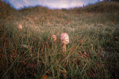 Close-up of mushroom growing on field