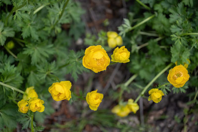 Close-up of yellow flowering plant on field