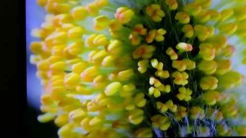Close-up of yellow flowers