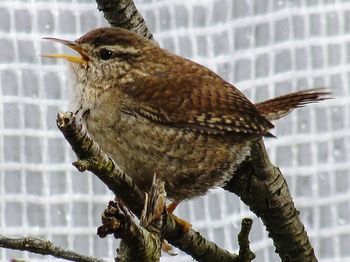 Close-up of bird perching outdoors