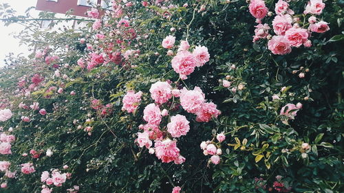 Close-up of pink flowering plants in park