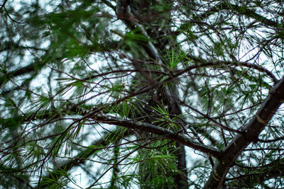 Low angle view of pine tree