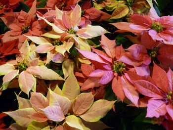 Full frame shot of pink flowering plants