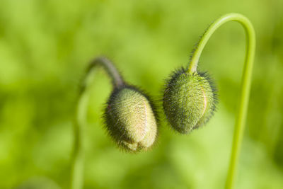 Close-up of fresh plant