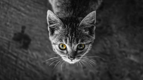 Close-up portrait of cat against blurred background