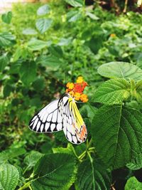 Close-up of butterfly on leaf