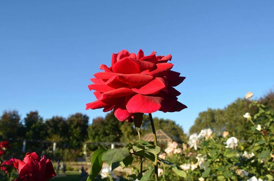 flower, petal, freshness, fragility, flower head, growth, beauty in nature, blooming, red, clear sky, nature, stem, close-up, plant, focus on foreground, in bloom, field, blossom, pink color, day