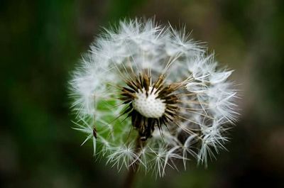 Close-up of dandelion