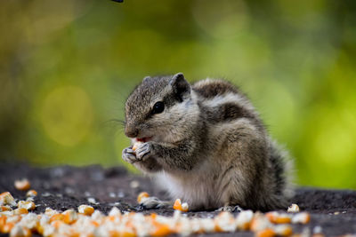 Close-up of squirrel eating corn kernel on land