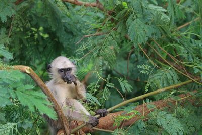 Monkey in a forest