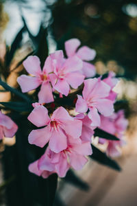 Close-up of pink flowering plant