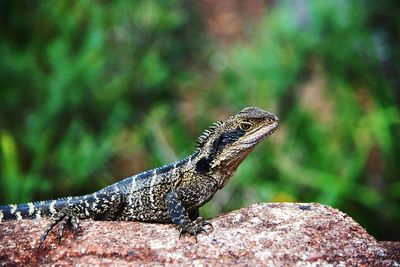 Close-up of lizard on tree