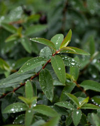 Close-up of wet plant leaves during rainy season