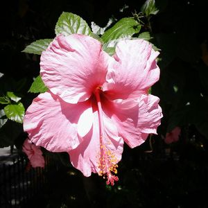 Close-up of wet pink flower blooming outdoors