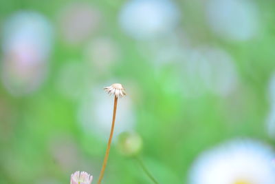 Close-up of white dandelion flower